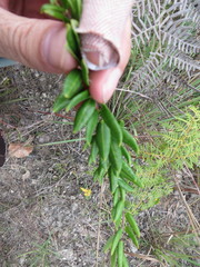 Angadenia berteroi