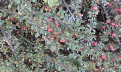 Cotoneaster microphyllus