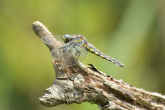 Orthetrum internum