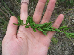 Angadenia berteroi