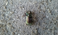 Megadromus antarcticus