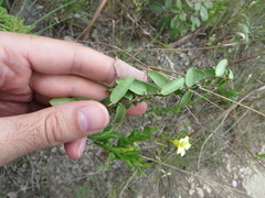 Angadenia berteroi