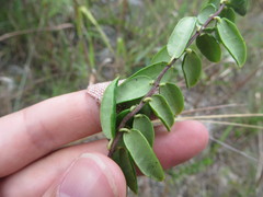 Angadenia berteroi
