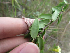 Angadenia berteroi