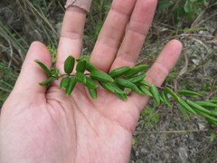 Angadenia berteroi