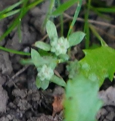 Psilocarphus tenellus