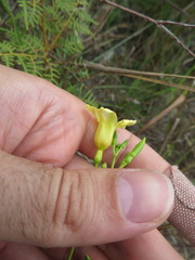Angadenia berteroi