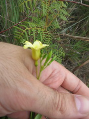 Angadenia berteroi