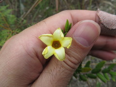 Angadenia berteroi