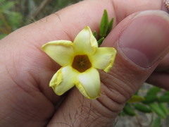 Angadenia berteroi