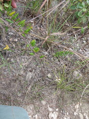 Angadenia berteroi