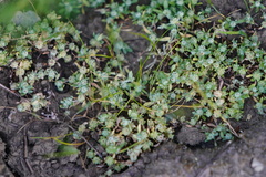 Psilocarphus tenellus