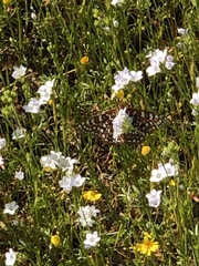 Euphydryas editha quino