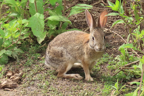 iNaturalist observation photo of Desert Cottontail