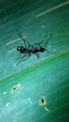 Dolichoderus attelaboides