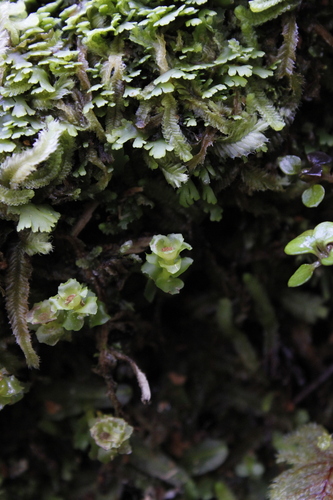 Haplomitrium gibbsiae