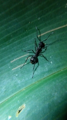 Dolichoderus attelaboides