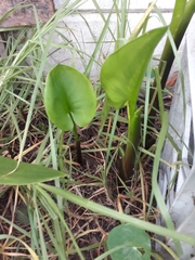 Zantedeschia aethiopica