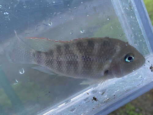 Diquis cichlid (Cribroheros diquis) — Cichlidae — 4