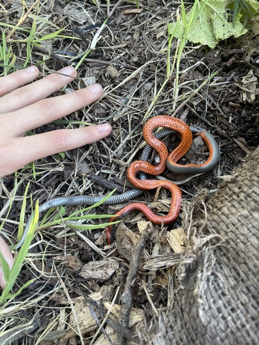 Common Sharp-tailed Snake, River Rd, Cloverdale, CA, US, photo 8 of 10