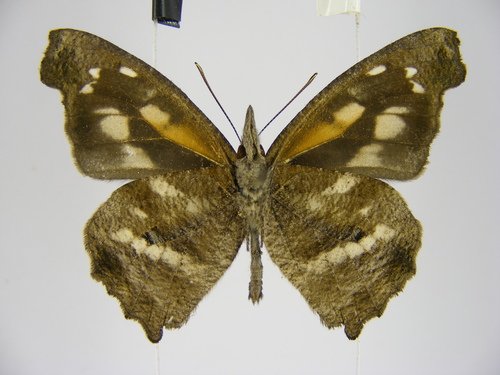 Northern African Snout
