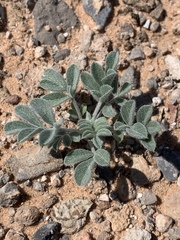 Astragalus tidestromii