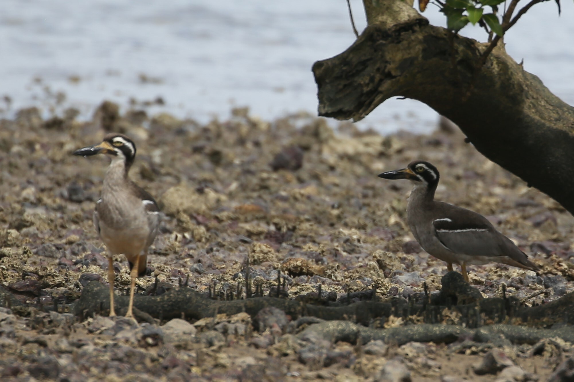 Beach Thick-knee illustration