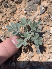 Astragalus tidestromii