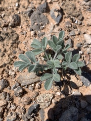 Astragalus tidestromii