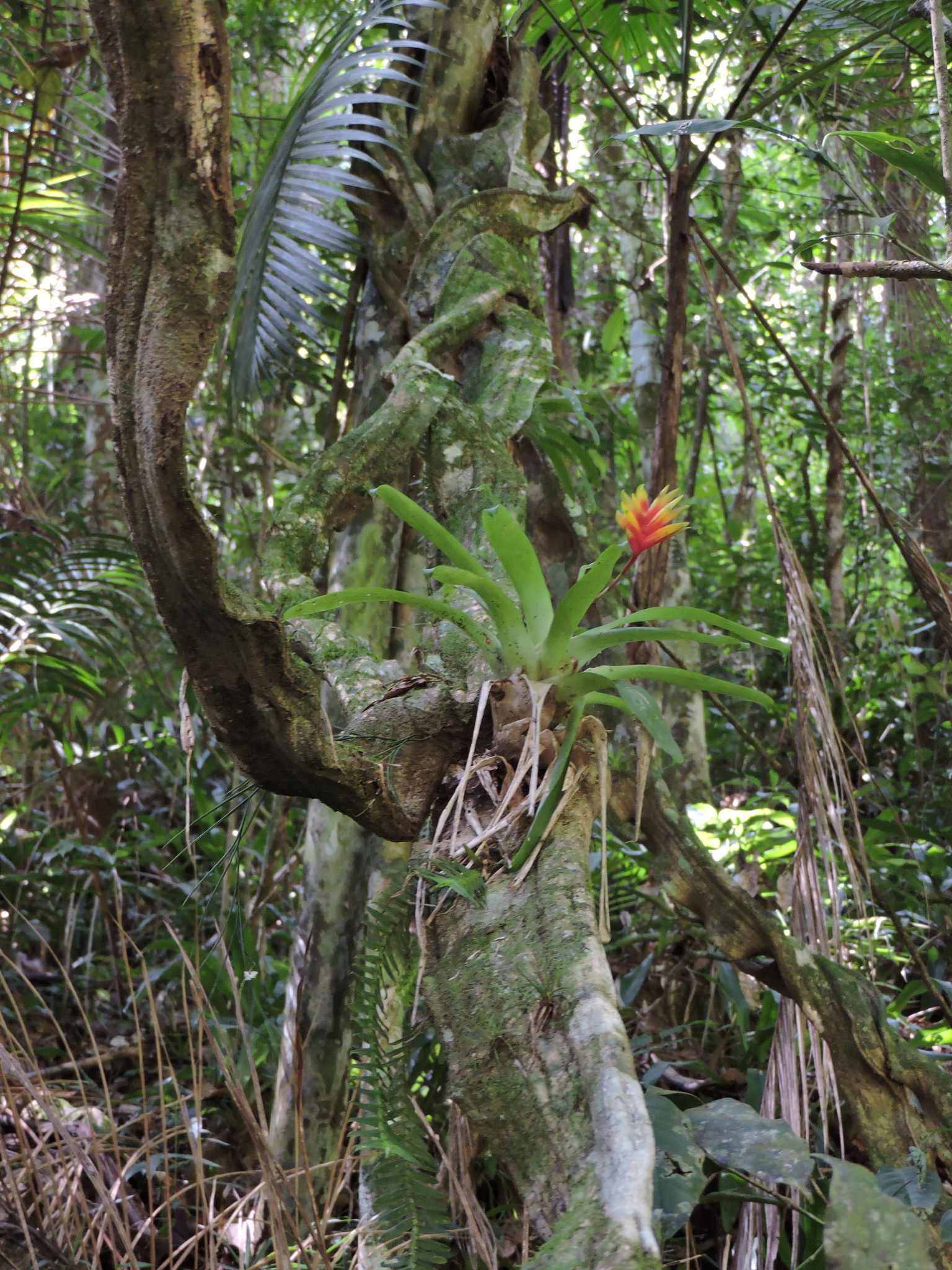 Vriesea carinata