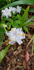 Iris japonica