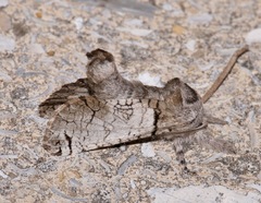 Inguromorpha basalis image