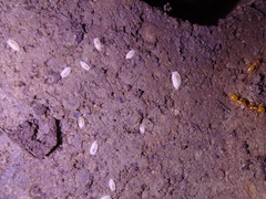 Platyarthrus hoffmannseggii