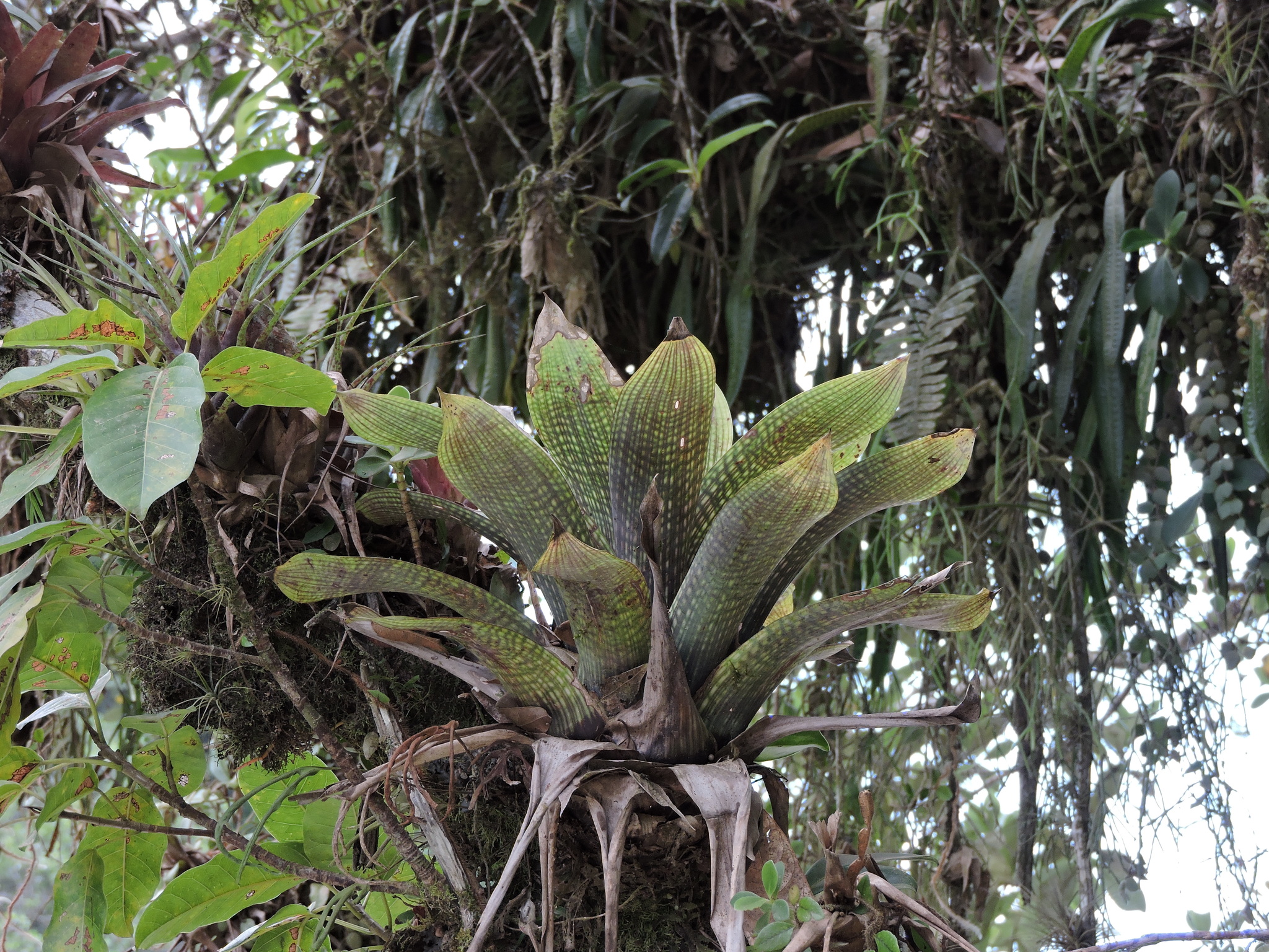 Vriesea gigantea