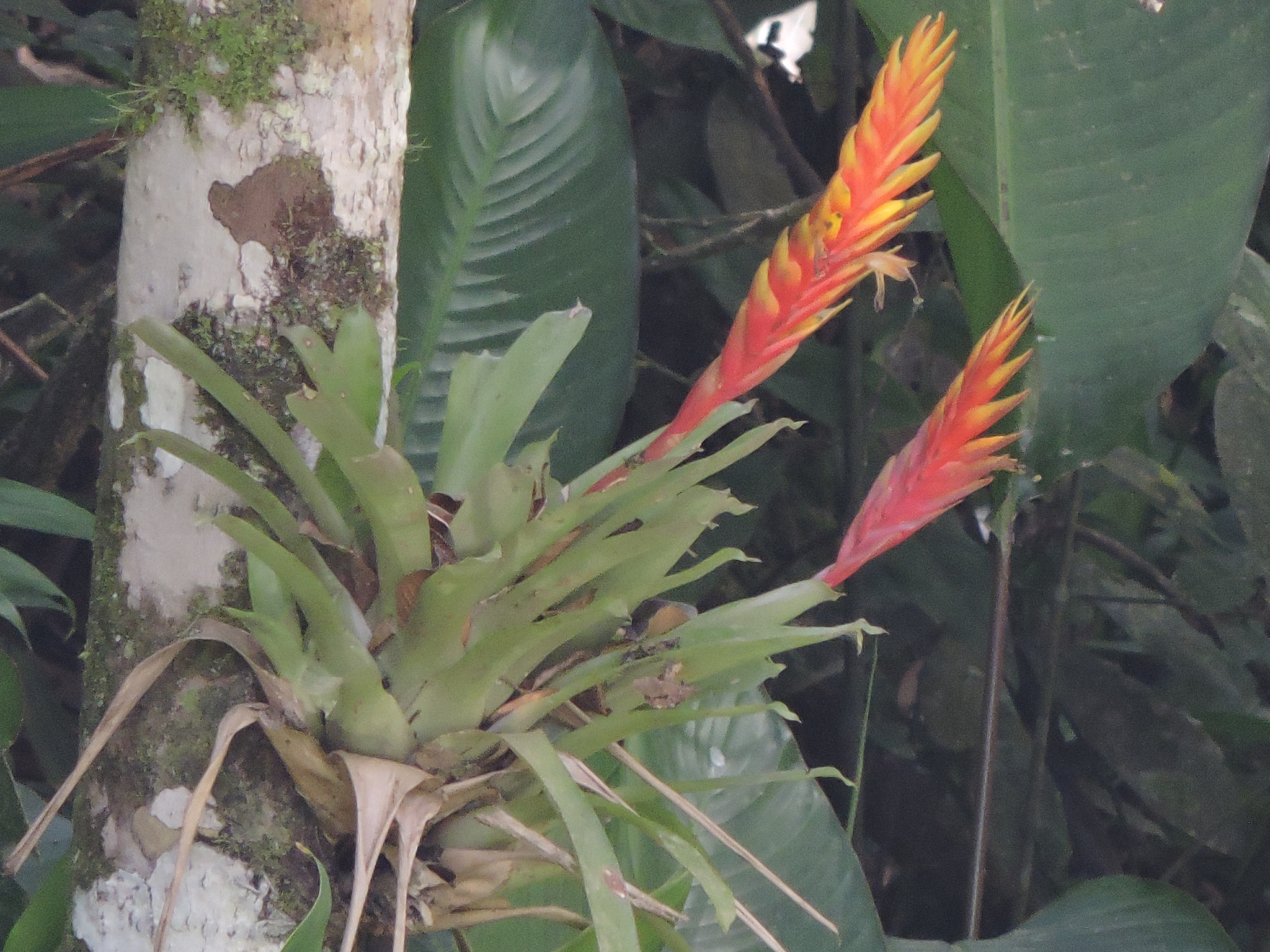 Vriesea × retroflexa É.Morren 3
