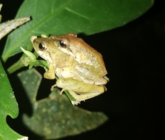 Pristimantis variabilis