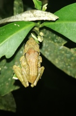 Pristimantis variabilis