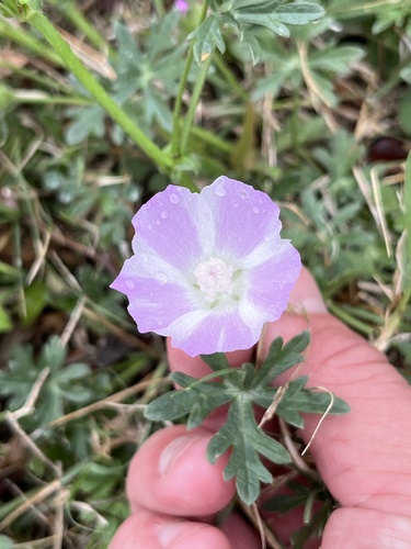Callirhoe involucrata