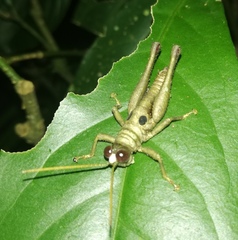 Ommatolampis perspicillata