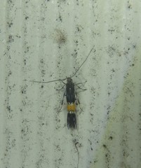 Cosmopterix macrula
