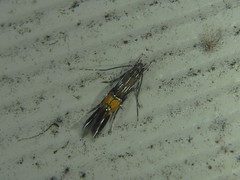 Cosmopterix macrula