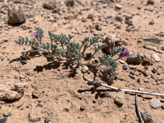 Astragalus nyensis