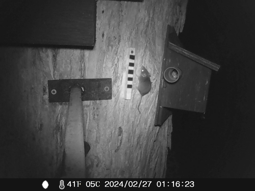 Agile Antechinus