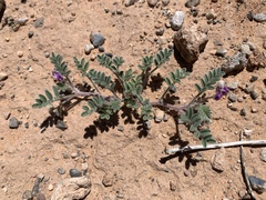 Astragalus nyensis