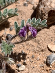 Astragalus nyensis