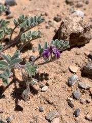 Astragalus nyensis