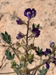 Lupinus flavoculatus