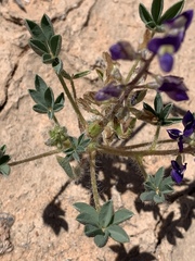 Lupinus flavoculatus