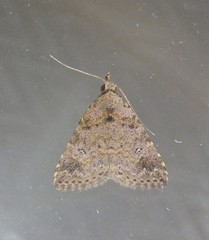 Tolpiodes oligolasia