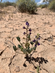 Lupinus flavoculatus